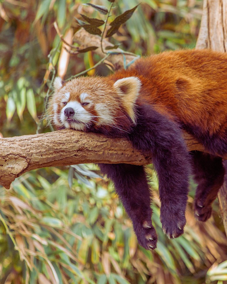 OneEarth's tweet image. A red panda appreciation post. 🫶

These shy, tree-dwelling creatures play a key role in their Himalayan home. By consuming large amounts of bamboo each day, they help maintain the health of the forest and support overall ecosystem balance.

#RedPandas #FeelGoodFriday #Nature