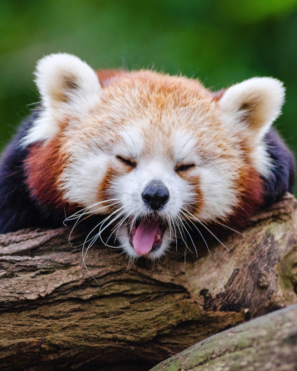 OneEarth's tweet image. A red panda appreciation post. 🫶

These shy, tree-dwelling creatures play a key role in their Himalayan home. By consuming large amounts of bamboo each day, they help maintain the health of the forest and support overall ecosystem balance.

#RedPandas #FeelGoodFriday #Nature