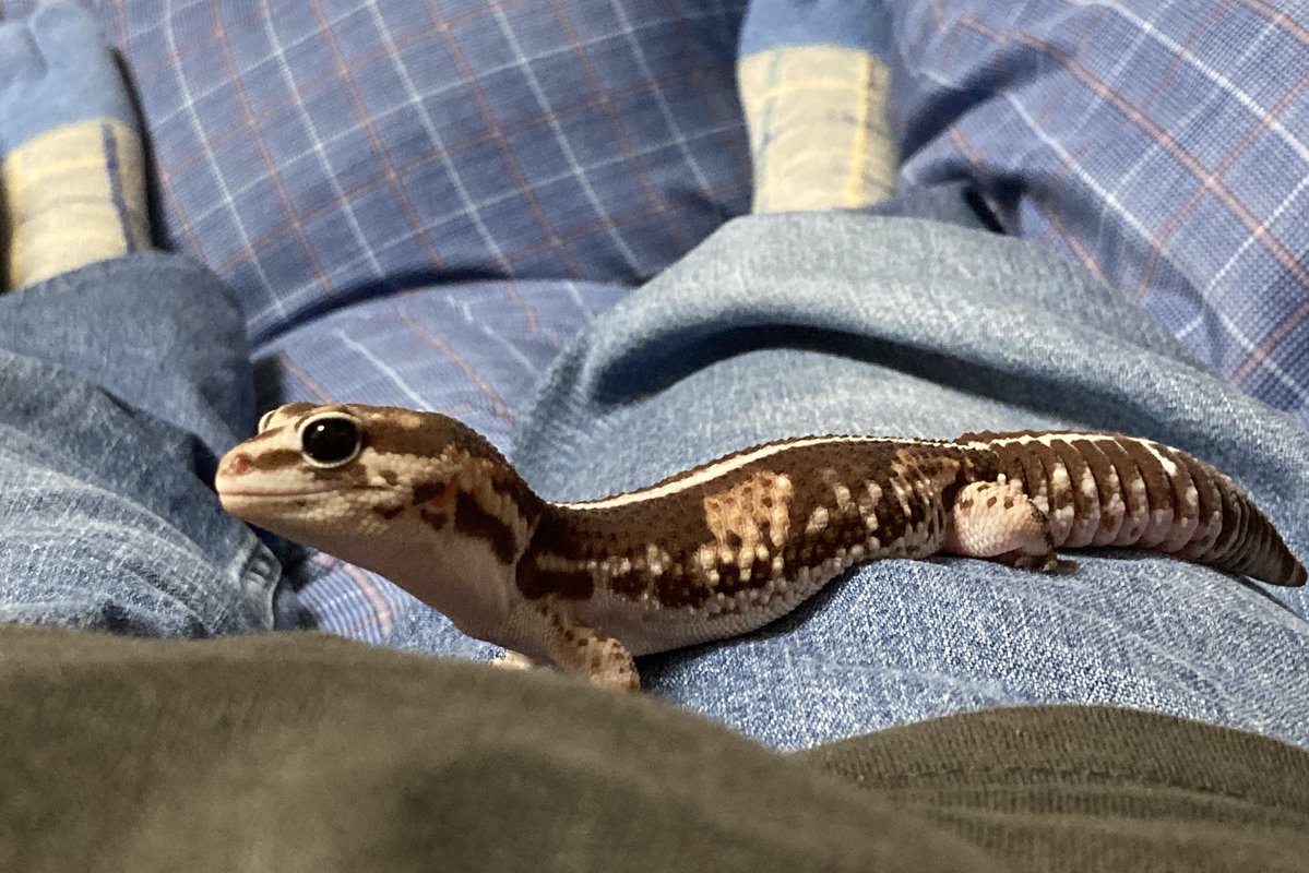 kou_ki_'s tweet image. ご飯の後は元気にお散歩!ヤモリちゃん🦎
1.この遠くを見るポーズ、好き❤️
2.今日は2回も胸の上に乗られました!w
3.胸の上にいる時の、私の視界。
4.こんな感じで、縦横無尽にお散歩してます!!!