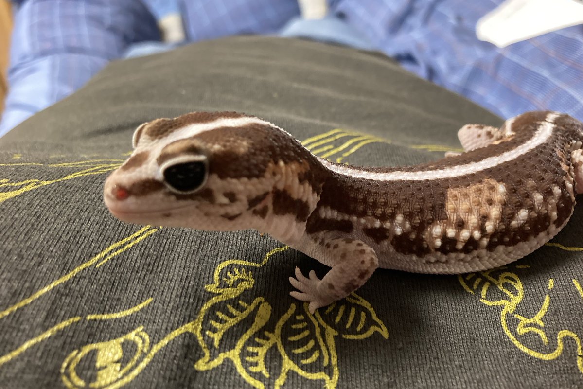 kou_ki_'s tweet image. ご飯の後は元気にお散歩!ヤモリちゃん🦎
1.この遠くを見るポーズ、好き❤️
2.今日は2回も胸の上に乗られました!w
3.胸の上にいる時の、私の視界。
4.こんな感じで、縦横無尽にお散歩してます!!!