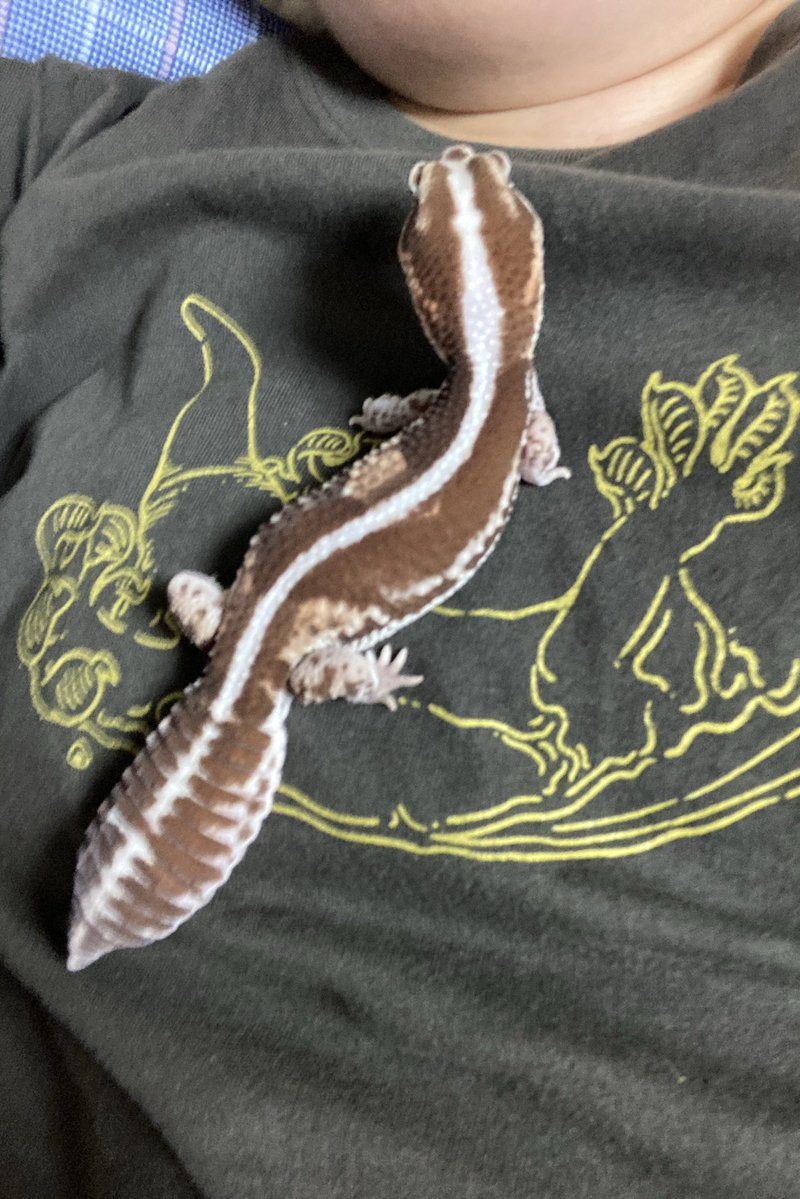 kou_ki_'s tweet image. ご飯の後は元気にお散歩!ヤモリちゃん🦎
1.この遠くを見るポーズ、好き❤️
2.今日は2回も胸の上に乗られました!w
3.胸の上にいる時の、私の視界。
4.こんな感じで、縦横無尽にお散歩してます!!!