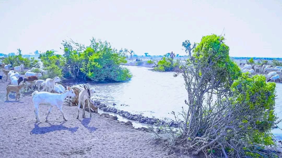 Abdirahman155A's tweet image. Duleedka Magaalada Qaraf ee xarunta degmada daymeed gaar ahaan nawaaxiga dixda Dhawaac diid.