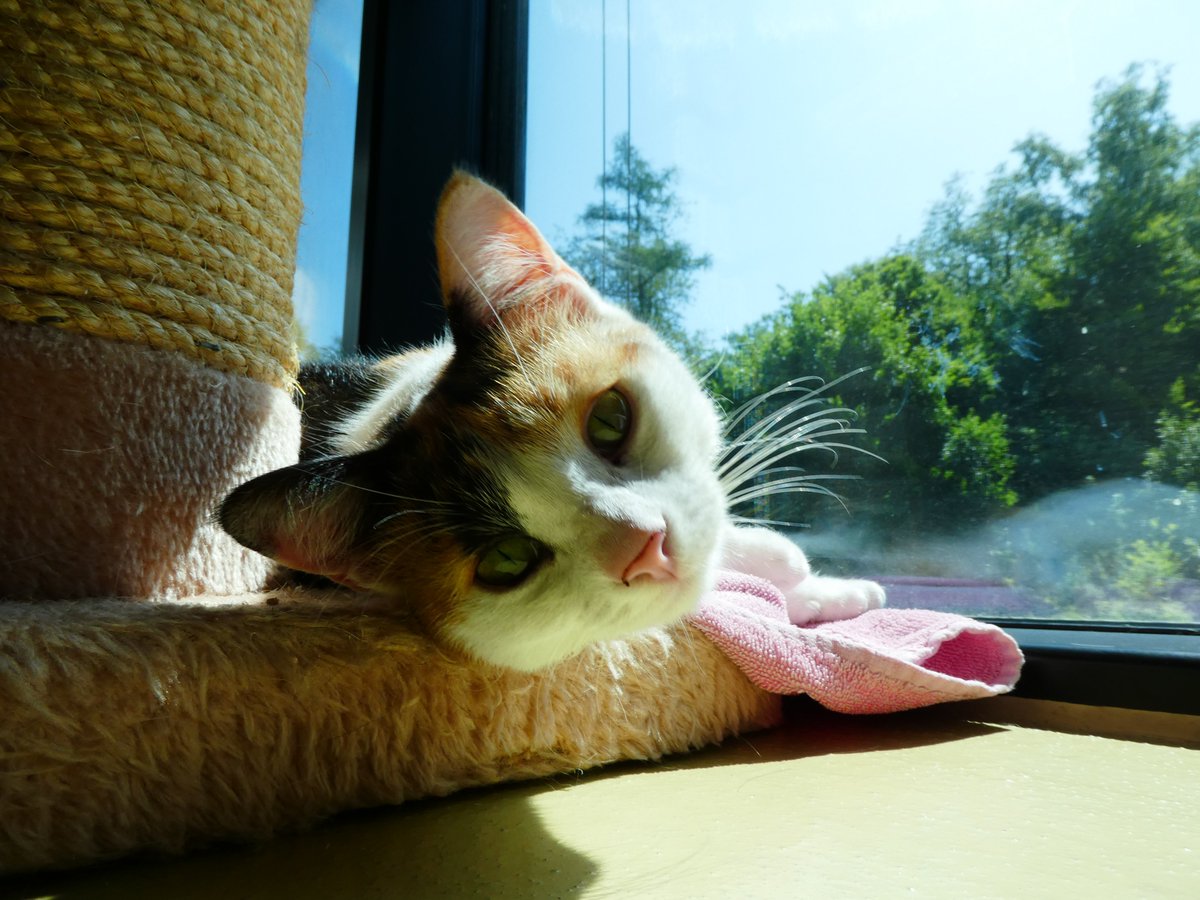 Katzenmensch4's tweet image. Coral ist nicht mehr im TIERHEIM, sie ist jetzt in ihrem neuen Daheim. Ich wünsche ihr das Allerbeste. #Katzen