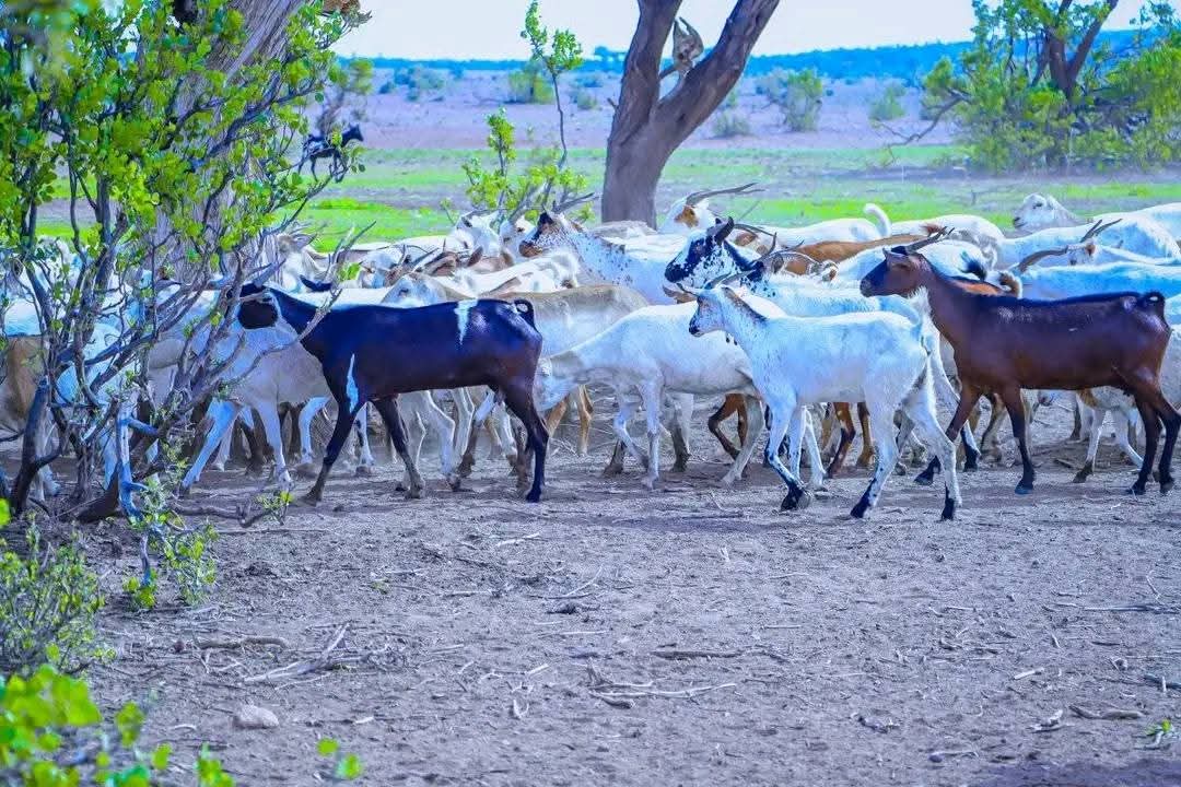 Abdirahman155A's tweet image. Duleedka Magaalada Qaraf ee xarunta degmada daymeed gaar ahaan nawaaxiga dixda Dhawaac diid.