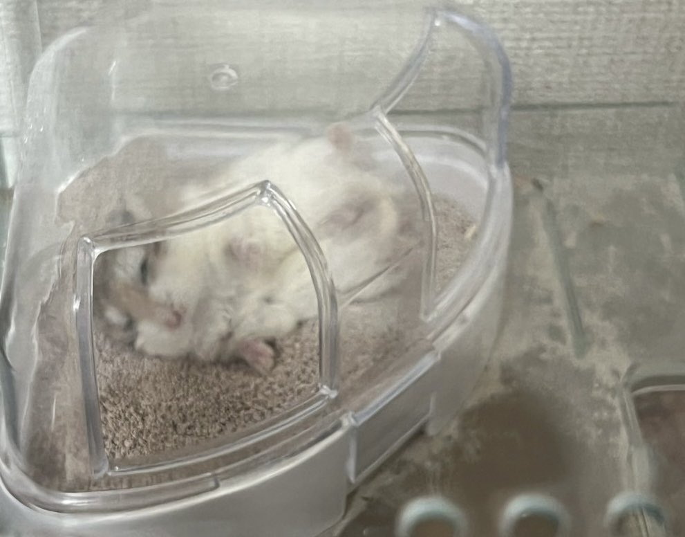 hamu_robos's tweet image. ２号さん、そこはおトイレですよ〜
ひっくり返ってたからビックリしたけど寝てただけでした