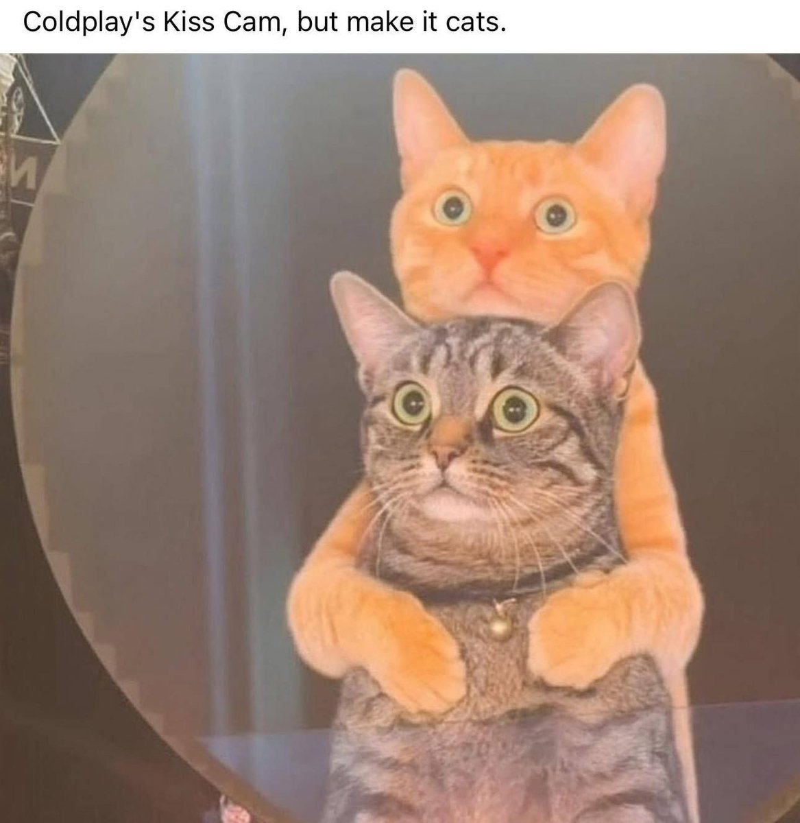 😹 😹 😹 😹