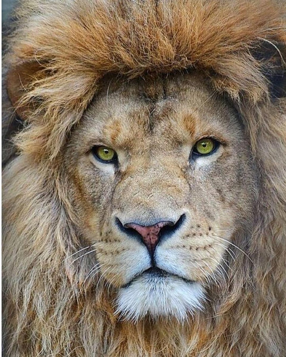 Lions 🦁 (@lionseveryday) on Twitter photo 