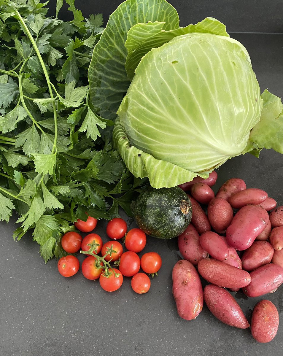 Hannashome_40's tweet photo. Wat een overvloed 💚 #selderij , #wittekool van ruim 2 kilo, tomaatjes, een #bolcourgette (mijn eerste 💚) en de aardappeltjes die nog tevoorschijn kwamen na het rooien van gisteren. Toen had ik ook al 12,5 kilo!

#roseval #rosevalaardappeltjes  #rondevannice #cherrytomaten https://t.co/n3IpGD38HC