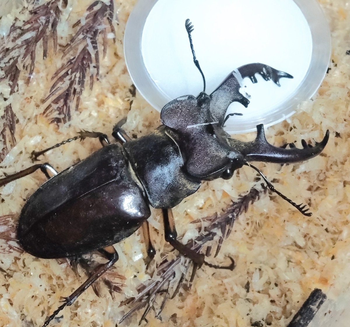 C0upjypT533LBSQ's tweet image. #ミヤマクワガタ
家で飼ってるミヤマクワガタ。
暑い所が本当に苦手だし、寿命も短いから冷房の効いてる部屋で飼育してます。☺️