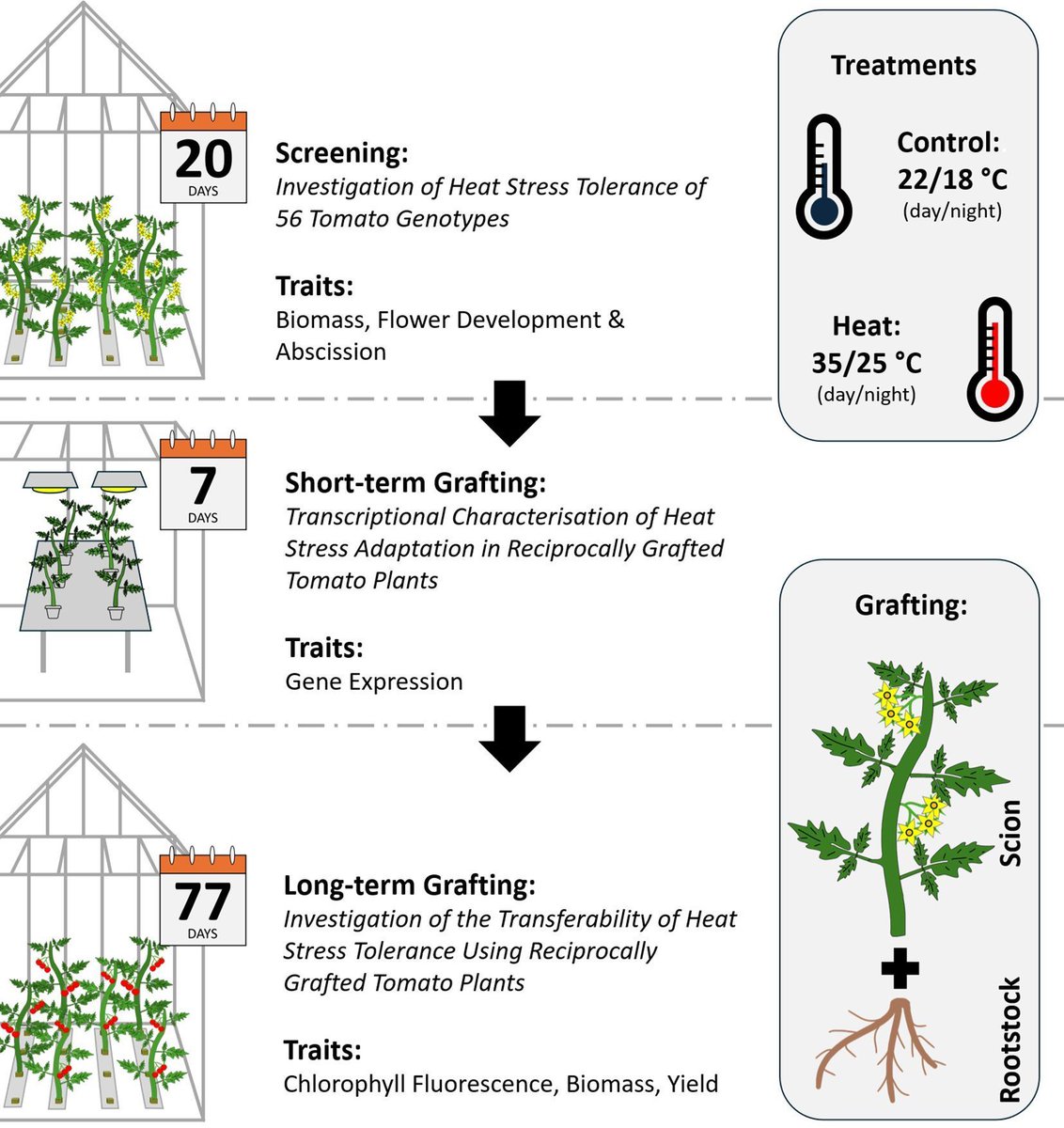 sci_plant's tweet image. Strike at the root: exploring the transferability of heat stress tolerance in tomatoes by reciprocal grafting
frontiersin.org/journals/plant…
♻️