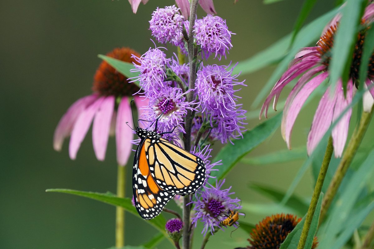 U.S. Fish and Wildlife Service tweet media