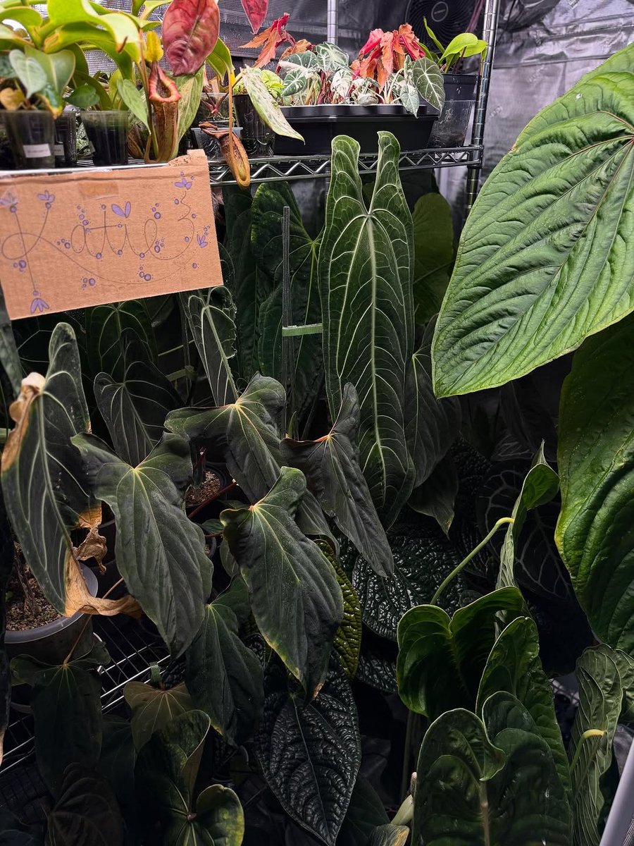 GorillaGrowTent's tweet image. Plant parent level: Expert 🪴

@katieanneplants turning her Gorilla tent into a houseplant sanctuary. When your plant babies deserve the VIP treatment, this is how it's done.

Environmental perfection for every grower!
#GrowStrong