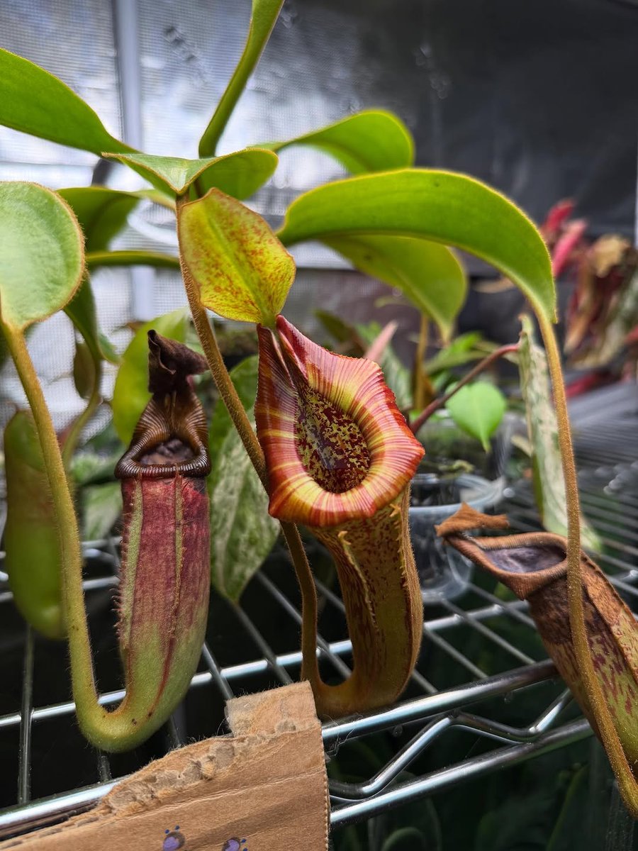 GorillaGrowTent's tweet image. Plant parent level: Expert 🪴

@katieanneplants turning her Gorilla tent into a houseplant sanctuary. When your plant babies deserve the VIP treatment, this is how it's done.

Environmental perfection for every grower!
#GrowStrong