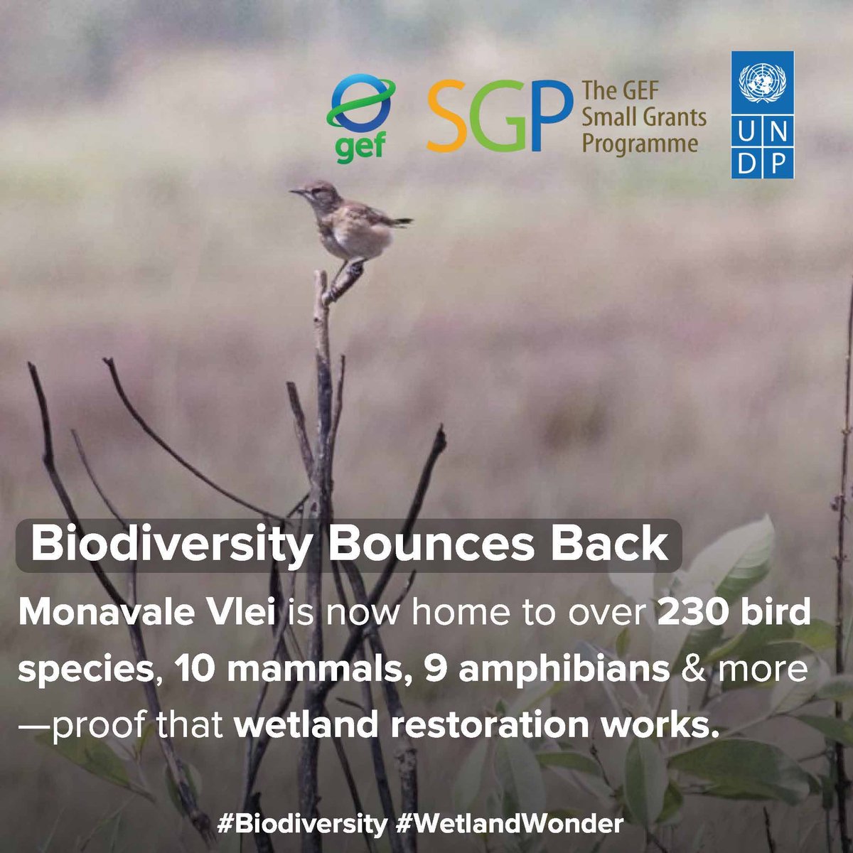 UNDP Zimbabwe (@undpzimbabwe) on Twitter photo 🐦 Biodiversity Bounces Back!
Monavale Vlei is now home to 230+ bird species 🐥, 10 mammals 🦊, 9 amphibians 🐸 & more — living proof that wetland restoration works! 🌿💧
Supported by <a href="/UNDP/">UN Development</a> & <a href="/GEF_SGP/">Small Grants Programme</a> 🌍
#Biodiversity #WetlandWonder #NaturePositive #SDGs 🐾🌱 🐦 Biodiversity Bounces Back!
Monavale Vlei is now home to 230+ bird species 🐥, 10 mammals 🦊, 9 amphibians 🐸 & more — living proof that wetland restoration works! 🌿💧
Supported by <a href="/UNDP/">UN Development</a> & <a href="/GEF_SGP/">Small Grants Programme</a> 🌍
#Biodiversity #WetlandWonder #NaturePositive #SDGs 🐾🌱