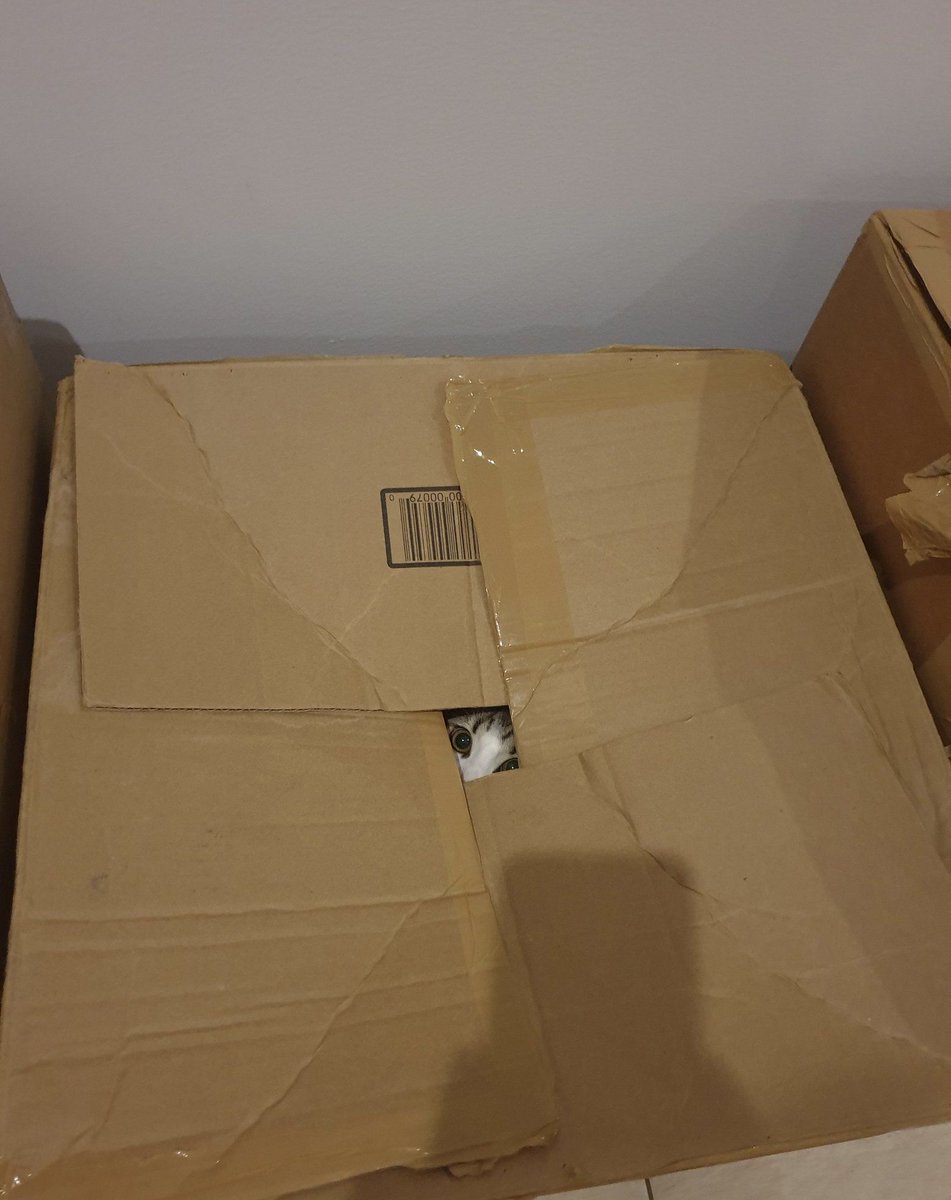 Punch Cat (@punchingcat) on Twitter photo 