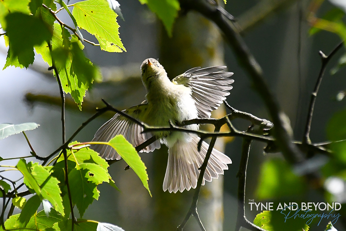 sunbathing!
<a href="/NorthEastTweets/">North East Tweets</a> <a href="/Natures_Voice/">RSPB</a> <a href="/bbcwildlifemag/">BBCWildlifeMagazine</a>
<a href="/BBCSpringwatch/">BBC Springwatch</a>