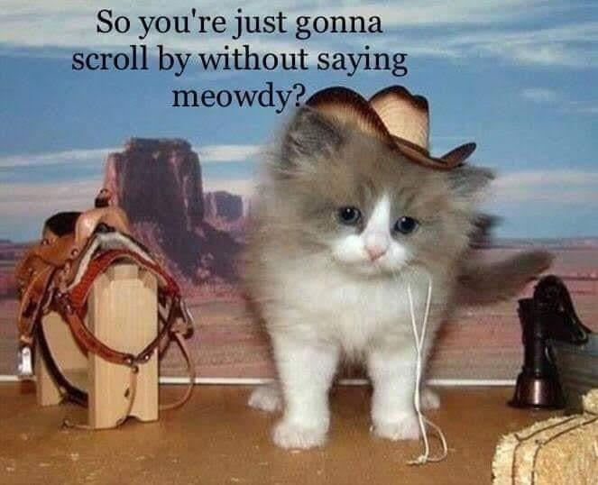 snekbyte's tweet image. !!!!!!! MEOWDY!!!!!!!!!!! 🤠