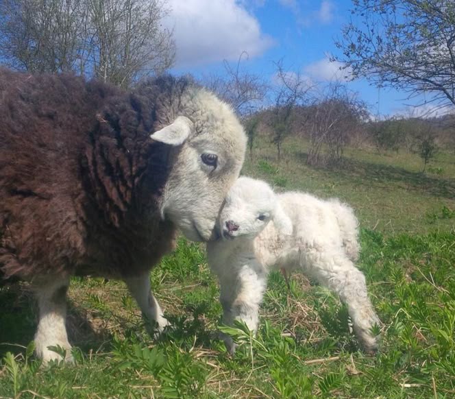 meeseboo's tweet image. Lets smush faces with mama