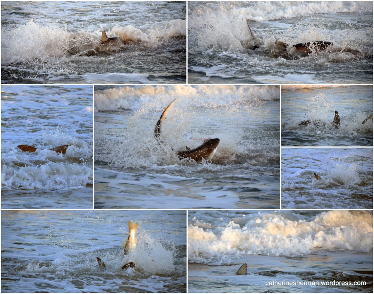CatherineSher10's tweet image. #SharkWeek
Shark Attack #Shark #Sharks 🦈
catherinesherman.wordpress.com/2019/03/12/sha… #CLS