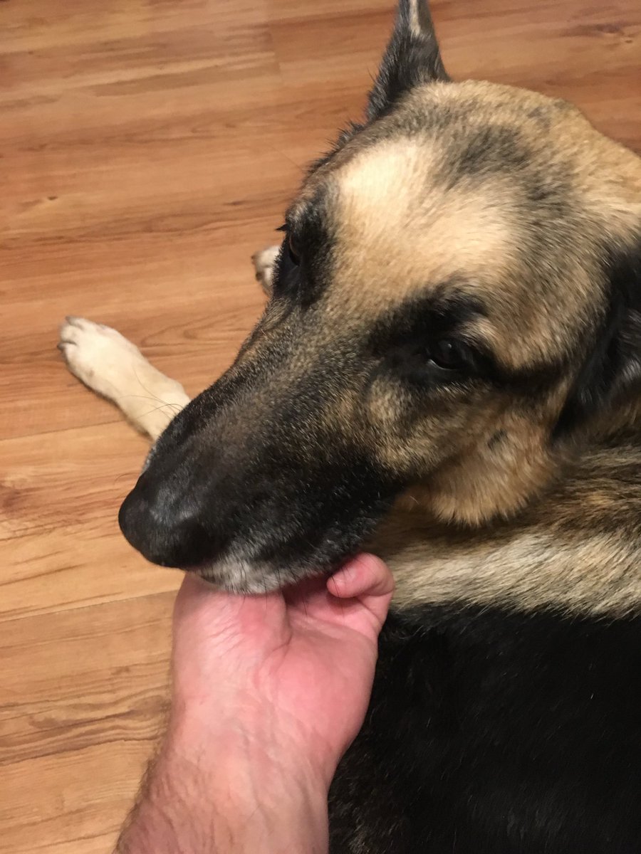 CopMoustache's tweet image. Damn, that hit hard
Just sat on the sofa to unlace my boots, uncrossed my legs and for some unknown reason I checked to make sure I didn’t tread on Max
He’s not been there for about 5 years 🥹🥹🥹
Bloody dogs, stealing our hearts 💔