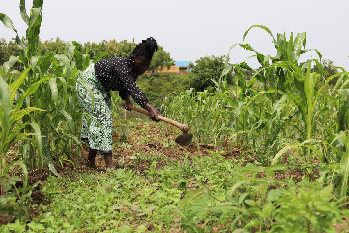 actionaiduganda's tweet image. Today, we reflect on a significant milestone. We recently launched a Women and Girls' Safe Space in Imvepi Refugee Settlement, reconstructed with generous support from @ActionAidDK. The center now features a newly established Agroecology Hub, with a micro irrigation scheme, made…