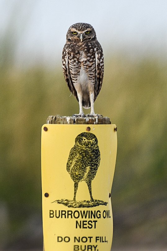 Interior's tweet image. WANTED: Angry burrowing owl, possibly plotting world domination
LAST SEEN: Sonny Bono Salton Sea National Wildlife Refuge
If spotted, admire from a respectful distance and report any suspicious side-eye activity to local wildlife officials.
Photo by Paulette Donnellon