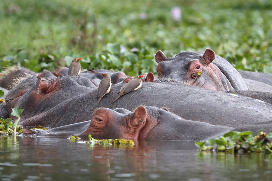 AmuriArina43262's tweet photo. Nature's teamwork
Oxpeckers and hippos share a beautiful mutualistic bond birds get food (parasites), hippos get skincare.
A win-win in the wild.

#Mutualism #WildlifeWednesday #Hippo #Oxpecker #NatureLovers #Symbiosis #AfricanWildlife #EcoFacts #NatureIsAmazing #Biodiversity https://t.co/m33ra0WiD8