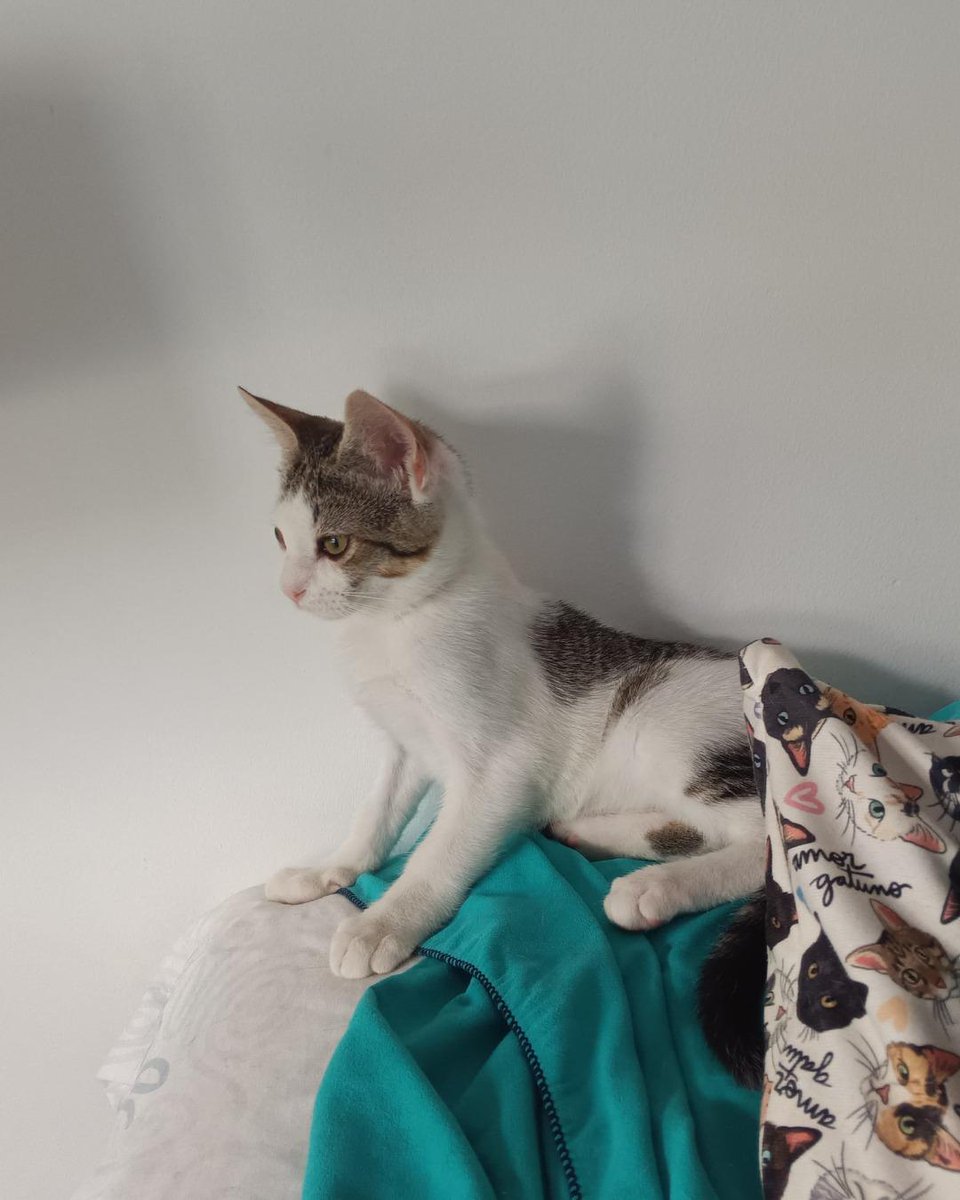 ZafiroProte's tweet image. 🩵 KOVU EN ADOPCIÓN 🩵
Le encontraron en la calle con ojos malitos y sufrió un prolapso intestinal en el ano. Se lleva genial con gatos y perros, busca una familia que le dé todo el amor que tiene para devolver, ¡que es muchísimo!
🐾 Kovu
🎂 4 meses
📍 Murcia
✈️ Puede viajar