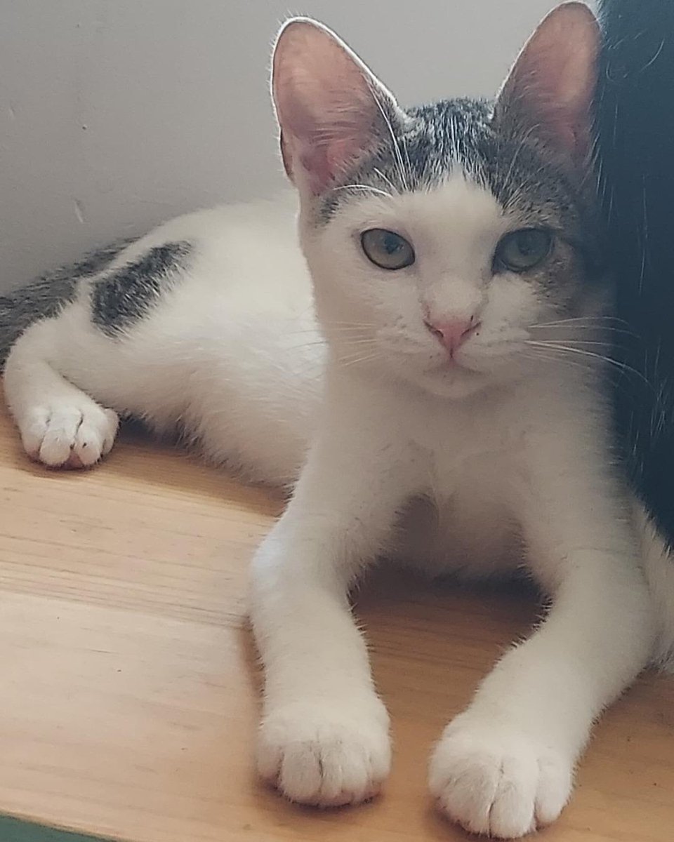 ZafiroProte's tweet image. 🩵 KOVU EN ADOPCIÓN 🩵
Le encontraron en la calle con ojos malitos y sufrió un prolapso intestinal en el ano. Se lleva genial con gatos y perros, busca una familia que le dé todo el amor que tiene para devolver, ¡que es muchísimo!
🐾 Kovu
🎂 4 meses
📍 Murcia
✈️ Puede viajar