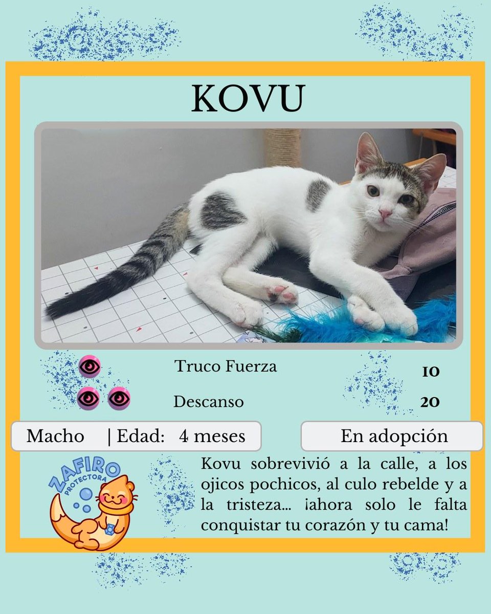 ZafiroProte's tweet image. 🩵 KOVU EN ADOPCIÓN 🩵
Le encontraron en la calle con ojos malitos y sufrió un prolapso intestinal en el ano. Se lleva genial con gatos y perros, busca una familia que le dé todo el amor que tiene para devolver, ¡que es muchísimo!
🐾 Kovu
🎂 4 meses
📍 Murcia
✈️ Puede viajar