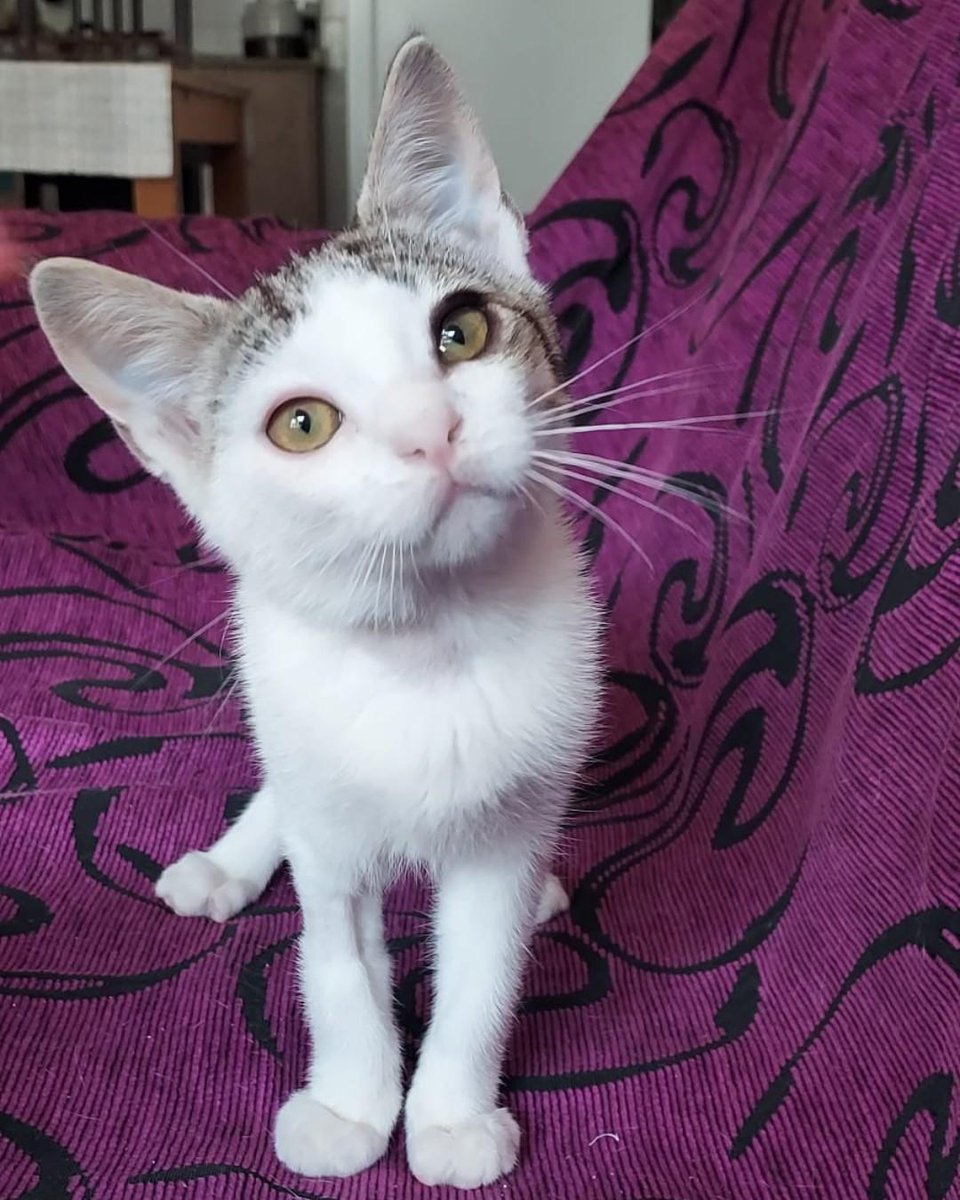 ZafiroProte's tweet image. 🩵 KOVU EN ADOPCIÓN 🩵
Le encontraron en la calle con ojos malitos y sufrió un prolapso intestinal en el ano. Se lleva genial con gatos y perros, busca una familia que le dé todo el amor que tiene para devolver, ¡que es muchísimo!
🐾 Kovu
🎂 4 meses
📍 Murcia
✈️ Puede viajar