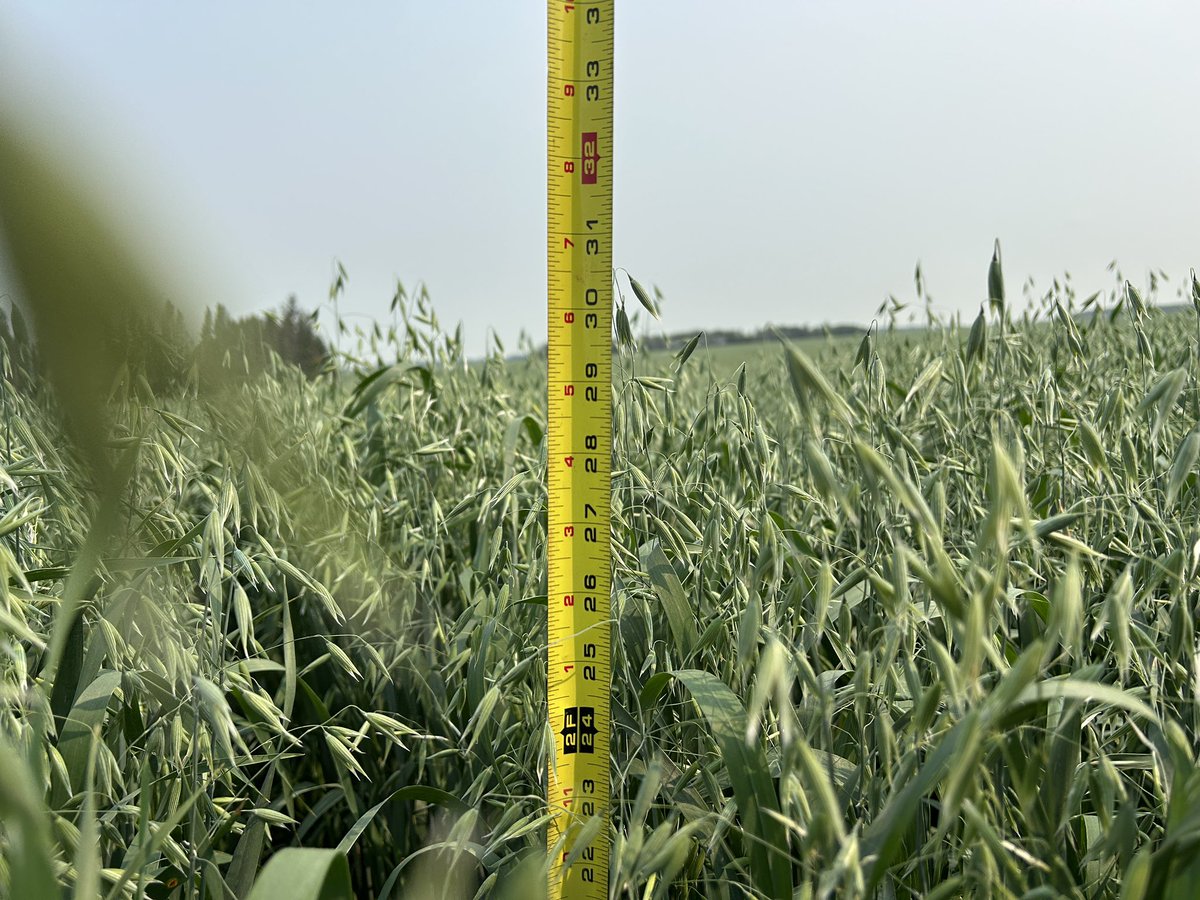 <a href="/SeCanLauren/">Lauren Wensley🌾</a> <a href="/SeCanTodd/">Todd Hyra</a> <a href="/SeCan/">SeCan</a> here’s a couple great newer oat varieties! AAC Neville, a short, yellow hulled white groat milling oat and yield winner of Ag Canada Melfort and Indian Head oat variety trials in 2024.  Also coming soon is AAC Fedak, a white hulled milling oat.