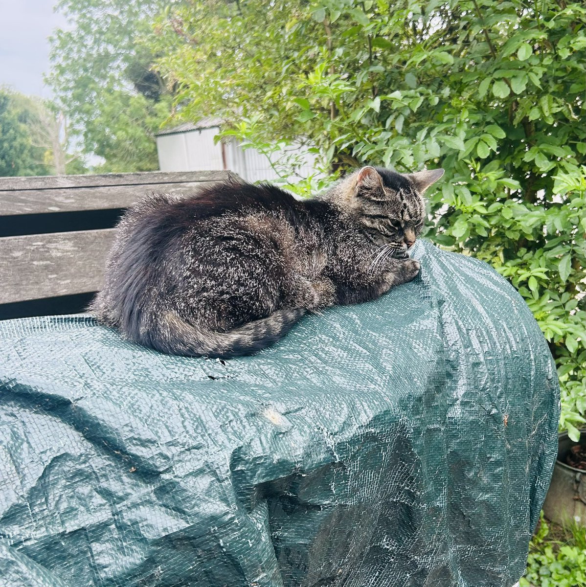 LovedTooEasily's tweet image. Vanavond maar BBQ’en denk ik. Het vlees is zelf al op de (nog met een zeiltje afgedekte) BBQ gaan liggen. 😂🐾