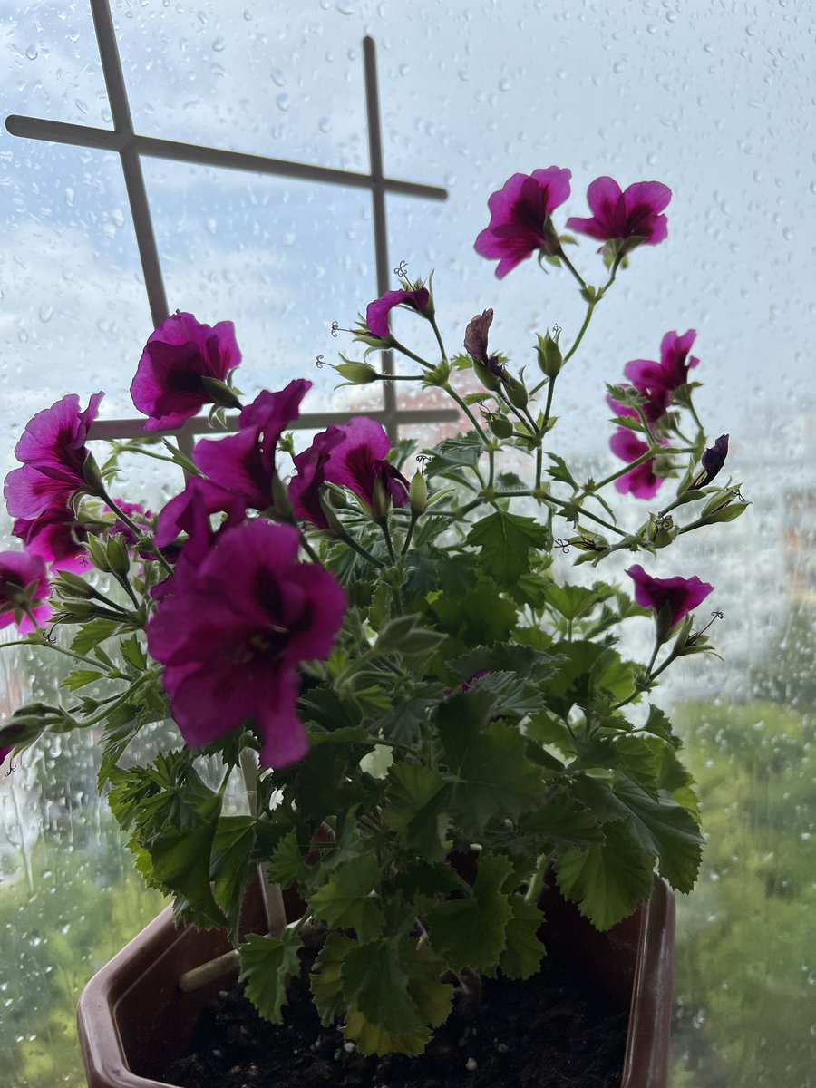 Отпуск проходит в режиме : дождь, 🌦️ливень🌧️, гроза ⛈️, ветер … и духота .