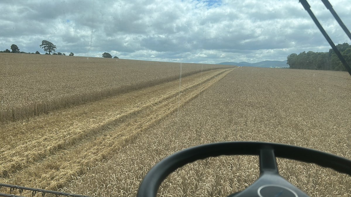 tierney1981_t's tweet image. Wheat time 😁