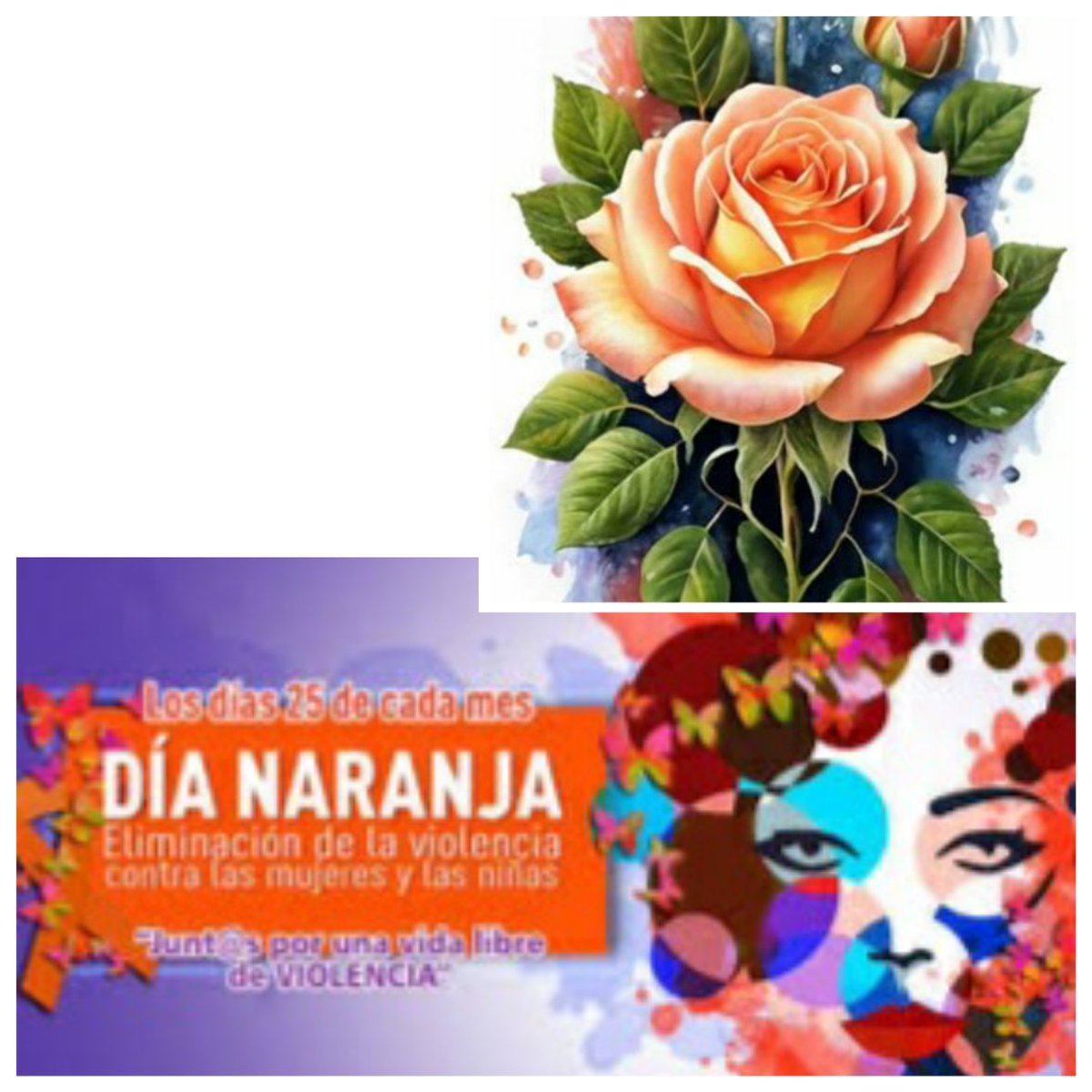 InesMChapman's tweet photo. Una rosa naranja, y seguir trabajando unidas, unidos, por eliminar la violencia de género. Un abrazo por la paz y el amor. #PAMujeres #MujeresEnRevolución https://t.co/cOsbhTXd05
