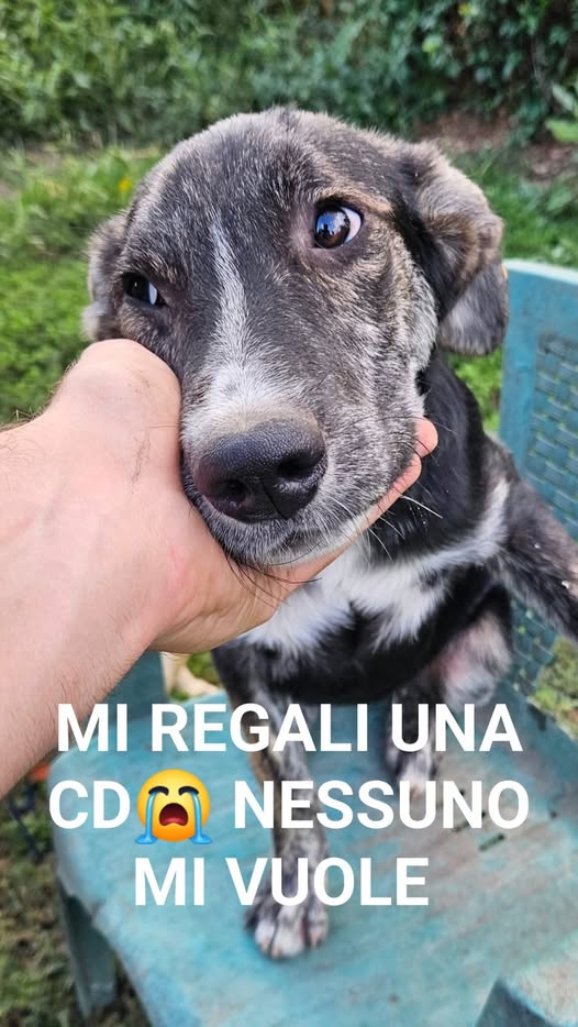 zampa_qua's tweet image. URGENTE๐๐๐๐โ3468470531๐semplicemente si siedono accanto a te, fedeli,nel bene e nel male." facebook.com/mariarosaria.dโฆ ALEX 7 mesi E' IN UNO DEI SOVRAFFOLLATI CANILI ๐ญDELLA CAMPAGNA UNA DOLCEZZA UNICA E TANTA VOGLIA DI GIOCARE ADOTTATELO #4voiceless