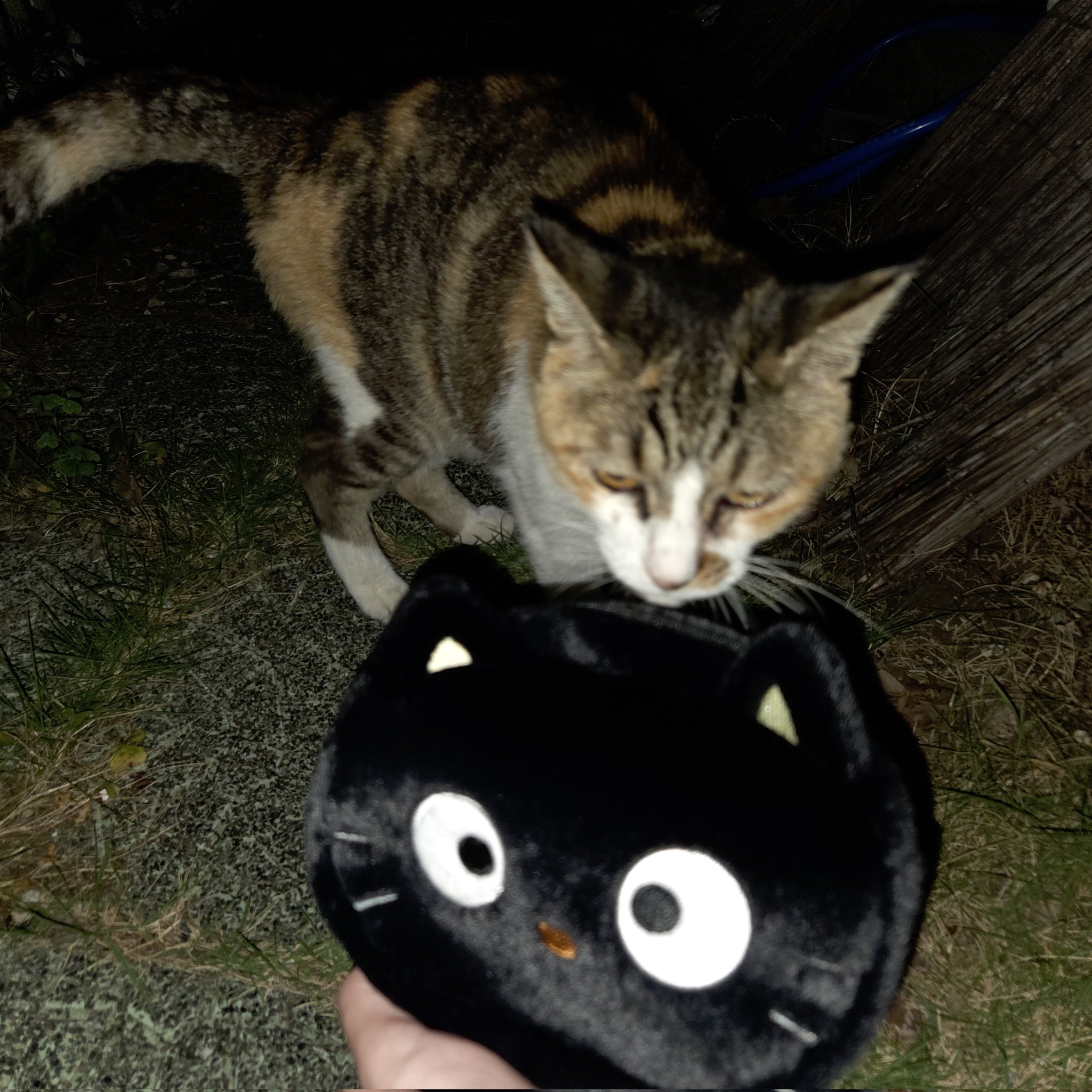 ★ MK(ㅎㅅㅎ)★ 猫さんチョコレート　他 ぽちゃねこまるST ましゅまろ（はちわれ） /Pocha Neko Maru ST