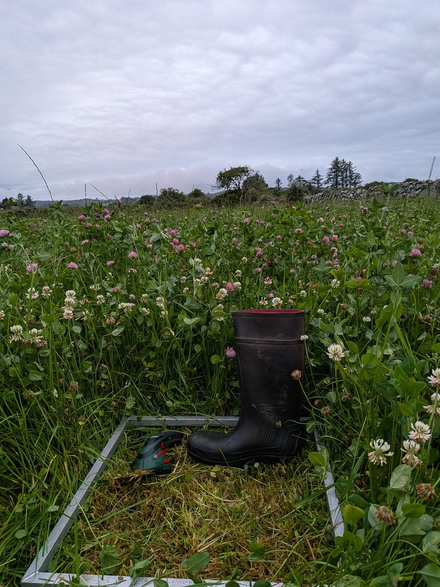 Diarmuid Mulkerrins (@diarmuidmulker1) on Twitter photo How does the DM % compare in surplus paddocks like this to a 1500 fit for grazing? Nice bit of clover through it, sown with 2kg red and 2kg white. Took few cuts, averaged 720 grams of herbage. Appreciate any comments <a href="/TeagascGrass10/">TeagascGrass10</a> How does the DM % compare in surplus paddocks like this to a 1500 fit for grazing? Nice bit of clover through it, sown with 2kg red and 2kg white. Took few cuts, averaged 720 grams of herbage. Appreciate any comments <a href="/TeagascGrass10/">TeagascGrass10</a>