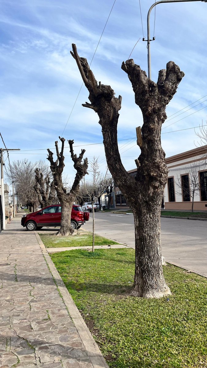 CesarMassi's tweet photo. Ayer un vecino me pasa esto, que se repite cada invierno en muchas localidades de Santa Fe.
Es ilegal pero acá nadie respeta la ley de arbolado.
Hay que discutirlo. Mejorar la normativa, los controles y las sanciones.
Sacarse fotos plantando para terminar en esto no tiene sentido https://t.co/TRvrRTOhes