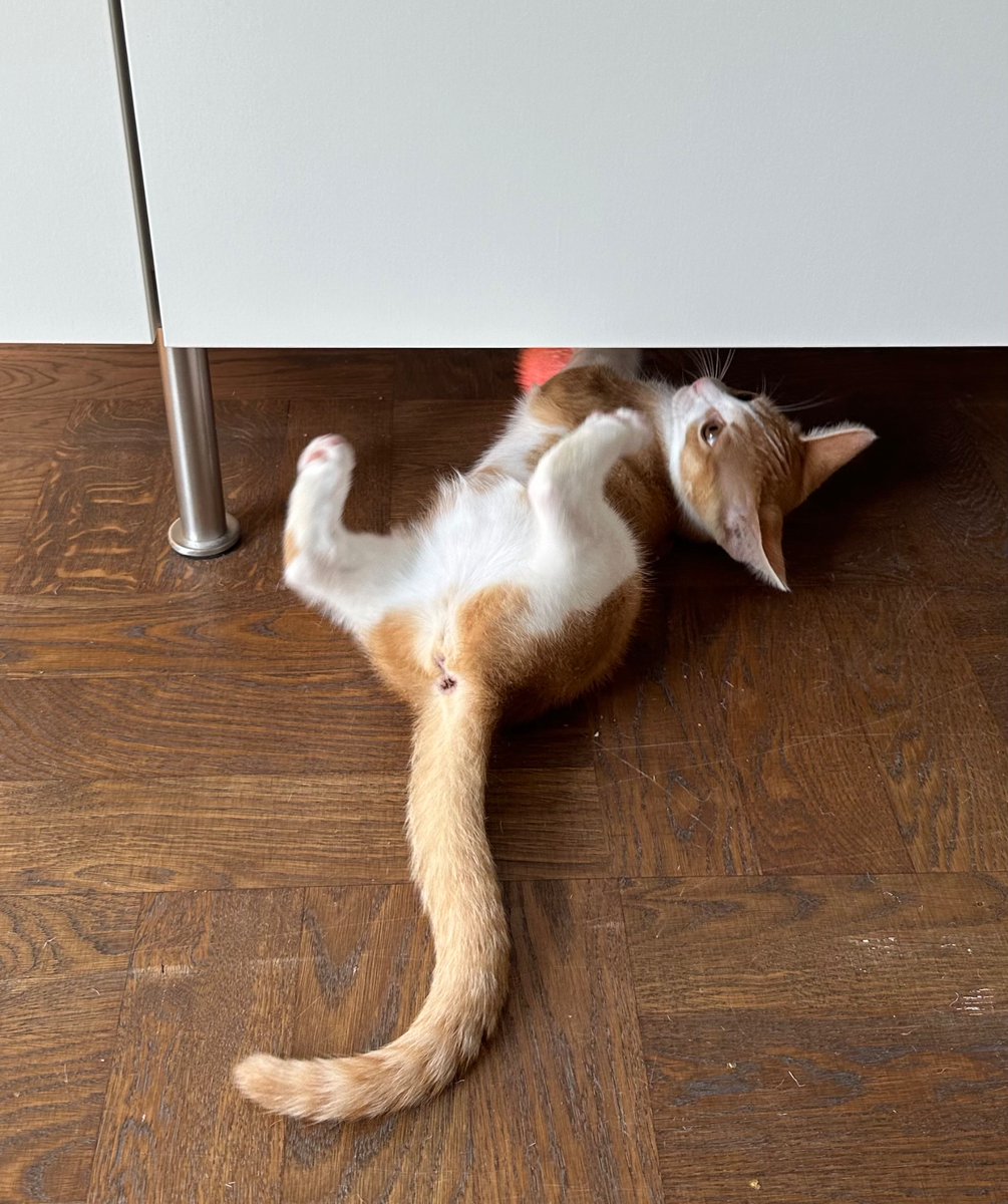 Ни дня без моего которебенка

Эта фотография вызывает у меня подскок эндорфинов