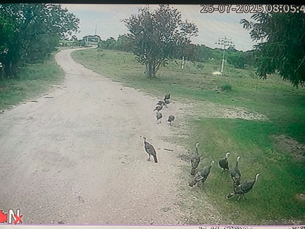 JoePetty78662's tweet image. When you live in Texas and the security system says you are being invaded by legal natives.....been watching them for last 20 minutes just strolling in driveway.