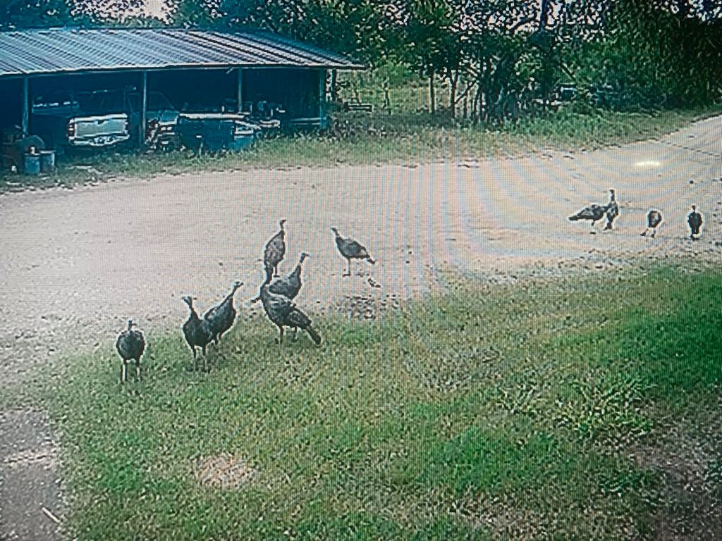 JoePetty78662's tweet image. When you live in Texas and the security system says you are being invaded by legal natives.....been watching them for last 20 minutes just strolling in driveway.