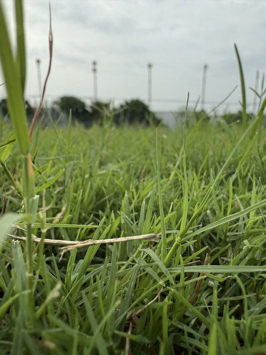 rushabtated4's tweet image. Touching grass
