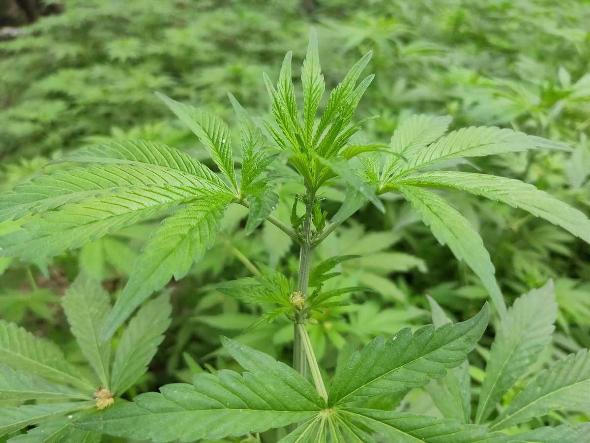 Silikali ya nthi ya Uganda niyetikilya kuvandwa kwa vangi na kuseuvw'a kwa ndawa maitumia vangi usu.
Silikali ii yanengane license kwi kambuni wa Bright Sparks Farm Ltd kutwaiisya viasala uu .
#mwatudigital #mwatufm ^JN