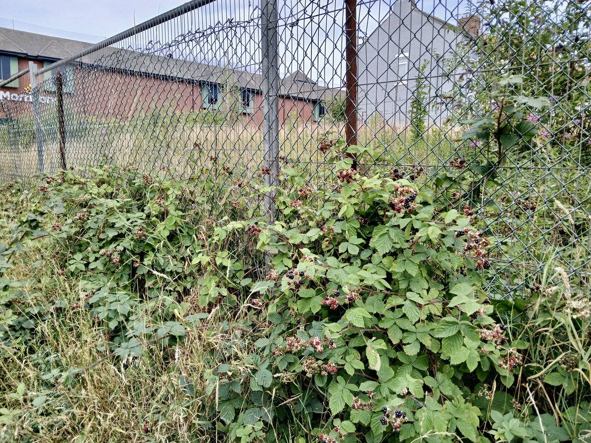 Just_JanisB's tweet image. Blackberries ripening on the site of the long-gone Congregational ‘Congo’ Church on Ocean Road, South Shields - indomitable nature returning to what were previously the fields and hedgerows of the old Shields Heugh.