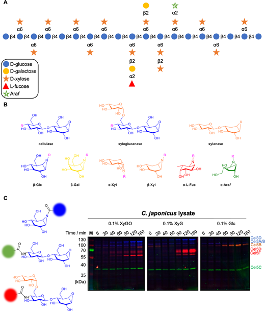 Portland Press (@pppublishing) on Twitter photo Discover this review article from 2024 Centenary Award winner Professor Gideon Davies that highlights activity-based probes for dynamic characterisation of polysaccharide-degrading enzymes. doi.org/10.1042/bcj202… Discover this review article from 2024 Centenary Award winner Professor Gideon Davies that highlights activity-based probes for dynamic characterisation of polysaccharide-degrading enzymes. doi.org/10.1042/bcj202…