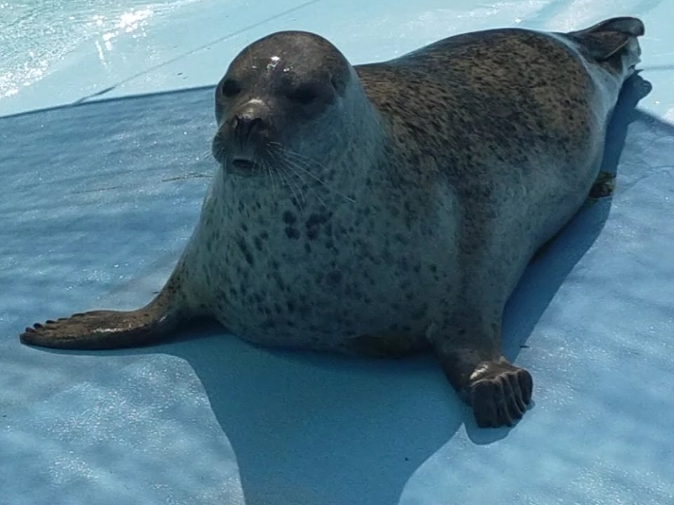 tam_ami's tweet image. ママ🦭と次女🦭
#モモ #ミナ
#おびひろ動物園
ふと、考えることがなくなると
メソメソモードになってしまう
せっかく沢山の🐟食べている
様子の動画見せていただけたのに