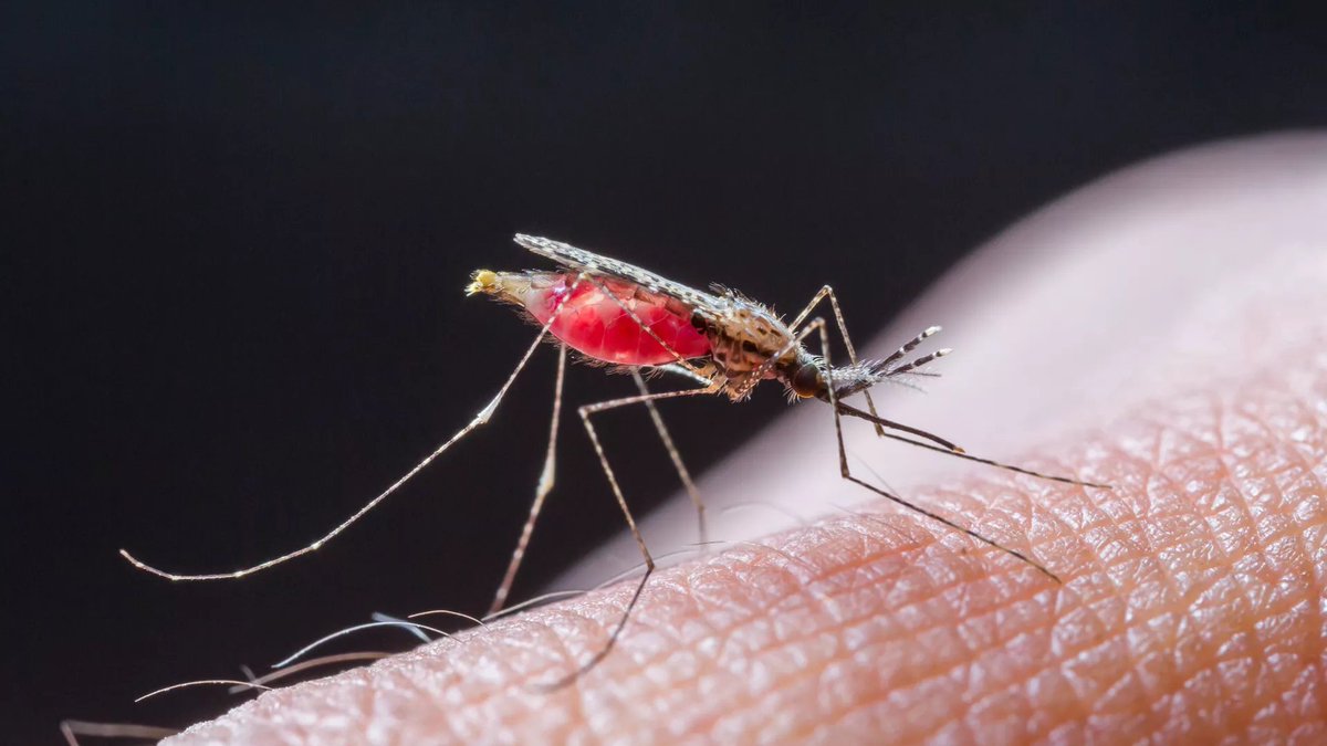 FrontInfectDis's tweet image. New Research: Dynamic shift of malaria cases in northwest Ethiopia: a 10-year retrospective cohort data analysis from 2012 to 2021 frontiersin.org/articles/10.33… #FrontiersIn #Malaria