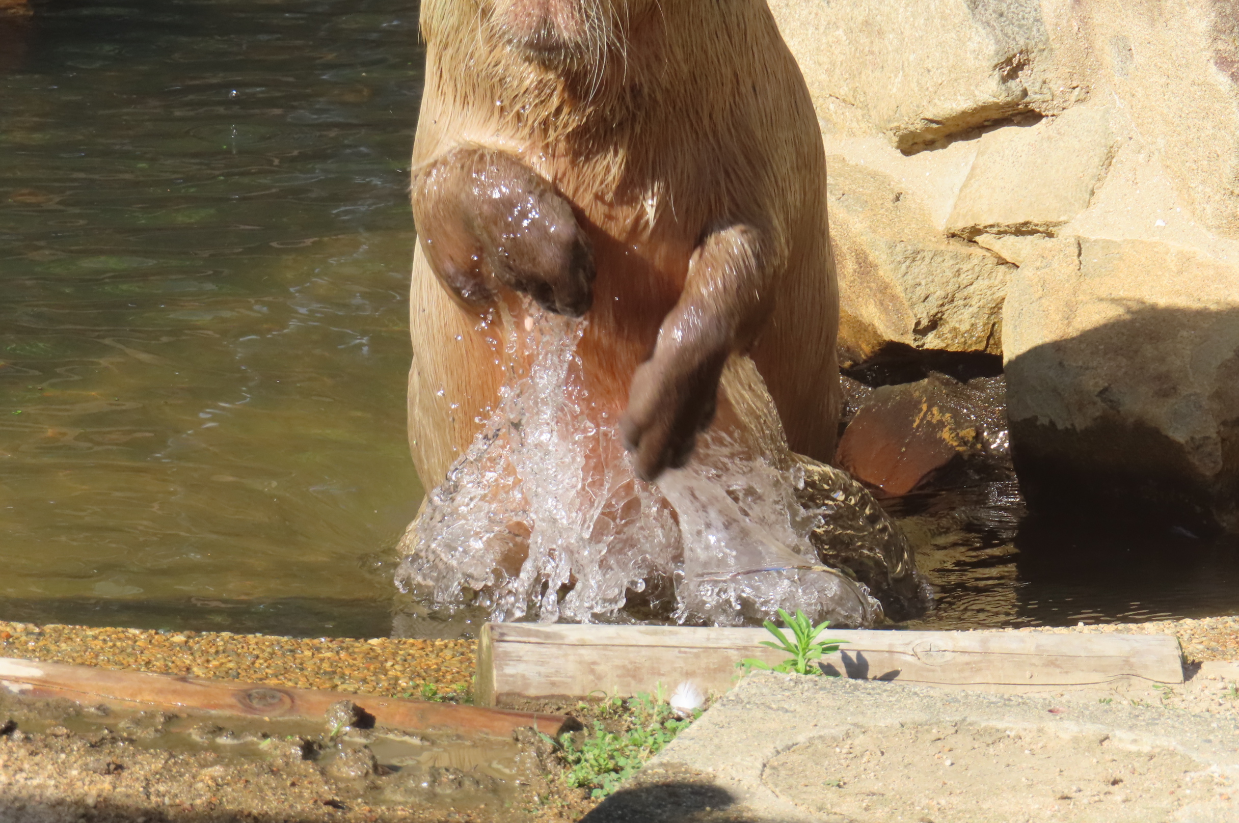 カピバラ - Cerca / X